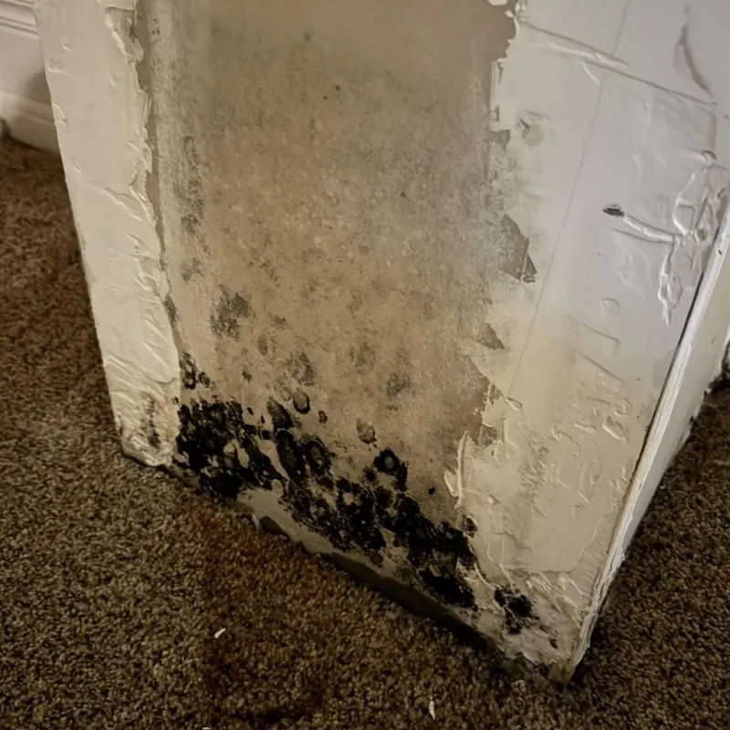 Professional Mold Removal in Hickory, NC